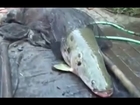 Giant Fish In The World monster, freshwater fish !! Amazing