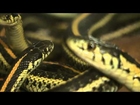 100's of Regina snakes rescued