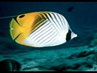 Butterfly fish of the Red Sea