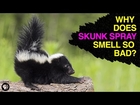 The Chemistry of Skunk Spray