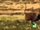 Tigers hunt ostrich in Africa