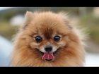 The Most Popular Breeds of Small Dog