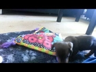 Miniature dachshund puppy playing with cat toys
