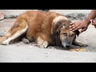 Rescue of an old street dog whose ear was torn to shreds – beautiful recovery
