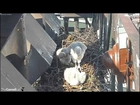 CornellRTHA Cam  'Mom's A Good Cook! I Like Her Chippie Dishes!'  9:11 am    _5.19.14_