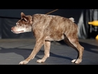 The World's Ugliest Dog