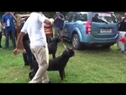 Rottweiler Dog At YMCA Dog Show Owners giving some traning