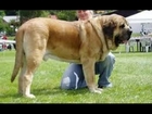 TOP 10 STRONGEST DOGS IN THE WORLD