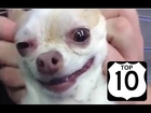 Top 10 Dog Vines of the Day February 2014  part 1  The funniest Vines of the funniest dogs