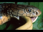 Wild discovery channel animals - King Cobras - Animal planet documentary