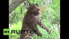 India: Leopard killed and strung up after attacking villagers *GRAPHIC*