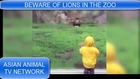 2 yr old boy attacked by lion
