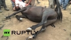 Spain: Men attempt to fight wild horses at 'Rapa das Bestas'