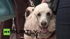 Spain: Obi-Wan, the first Poodle guide dog from Spain, graduates