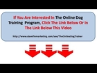 Training Small Dogs Online Video | Training For Dogs With Doggy Dan