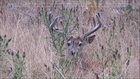 Can You Spot The Deer In The Top Picture? Here's The Video The Unaltered Picture Is From