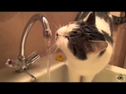 funny videos cats besta