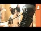 Baby Kittens Love Boots So Much It's Unbelievable - Kitten Love