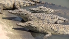 Alligators killed for their skin! PETA