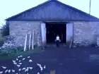 Russian man orders ducks to attention, then marches them into a barn! Amazing!