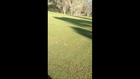 Rogue Kangaroo Gives Chase on Queensland Golf Course