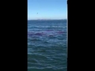 Great White Shark attack in Alcatraz waters