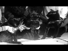 Boris Karlof and Bela Lugosi, noted screen stars judge dark complexioned cats of ...HD Stock Footage