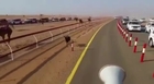 Little Donkey is Faster than the Racing Camels !