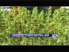 New York colleges to grow industrial hemp