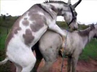 mating horses   Horse sex