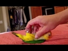 Mango the Caique plays on the bed.