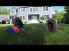 Go Pro Hero 3 Yorkie Dog Summer Sunday Fetch and Fly