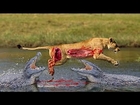 Amazing Animals Attacks In Real Life # Lion vs Buffalo and Crocodile vs zebra, Gnu - Part 1