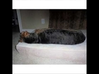 Serta True Response Orthopedic Pet Bed