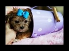 cutest small dog breeds