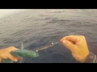 dolphin fish with spinbait 80
