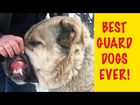 TOP 10 BEST AND BIGGEST GUARD DOGS EVER 2015