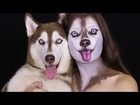 ציור פנים של הכלבה שלי אייבי |  Siberian Husky Makeup Tutorial