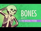 The Skeletal System: Crash Course A&P #19