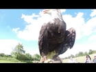 Bird of Prey American Bald Eagle on GoPRO