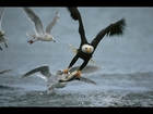 American Bald Eagle   Flying, Hunting Full Nature Wildlife Documentary HD