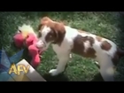 Funny Dog Tickle Sneak Attack | Dog | AFV