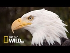 Animal Documentary : American Bald Eagle Full Documentary