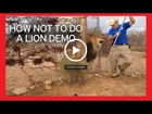 Zookeeper's hilarious high pitched scream after lion lunges towards him while he tells onlookers not