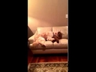 Dog Comforts Pal Having Bad Dream
