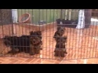 Yorkshire terrier ,  Isla pets