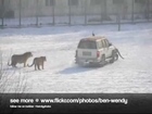 Siberian Tiger Attack