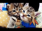 Happy Valentine's Day ! Cutest Kittens and Cats Couples
