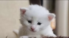 Cutest kitten in the world