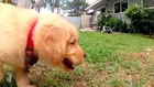 Puppy Love - Golden Retriever Puppies